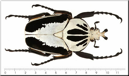 00009-Unidentified Beetle.jpg