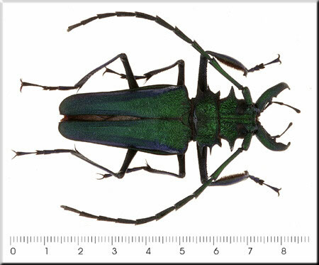 00010-Unidentified Long-horned Beetle.jpg
