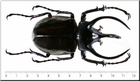 00011-Unidentified Beetle.jpg