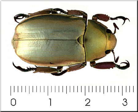 00012-Unidentified Beetle.jpg