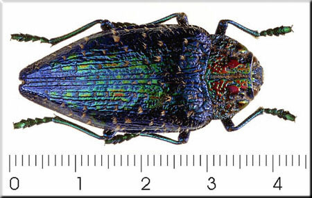 00014-Unidentified Beetle.jpg