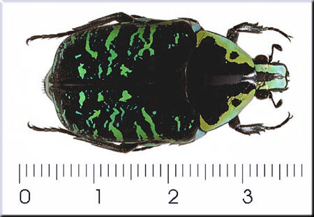 00015-Unidentified Beetle.jpg
