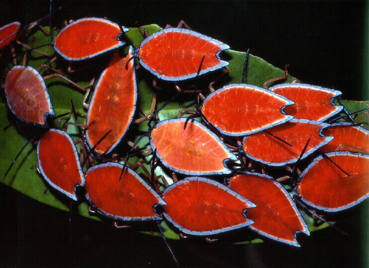 Camouflage-bug01-Australian Beetles-Red Back-Blue Border-Protective Coloration.jpg