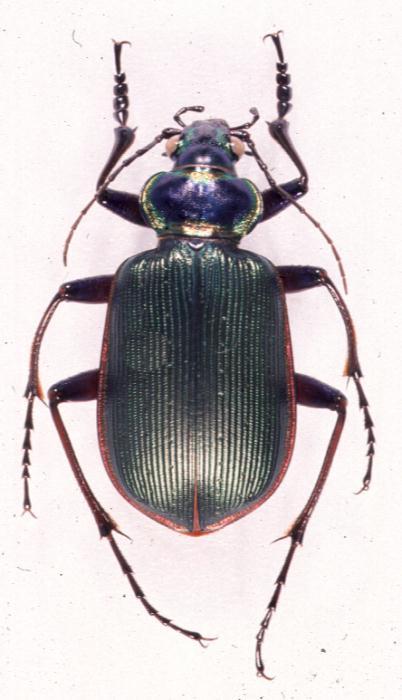 Long-horned Beetle-carab.jpg