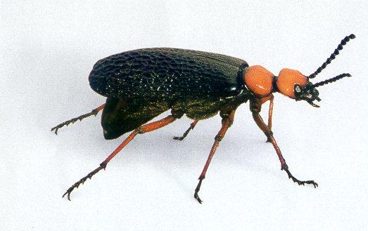 lj Blister Beetle.jpg