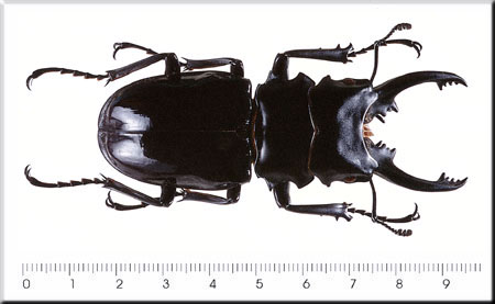 00013-Stag Beetle.jpg