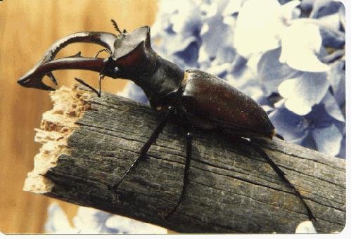 stag beetle 2-on log.jpg