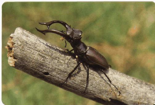 stag beetle-on log.jpg