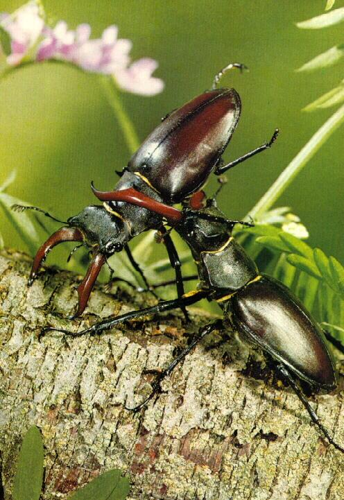 acbi9916-European Stag Beetles-Lucanus cervus-fighting.jpg
