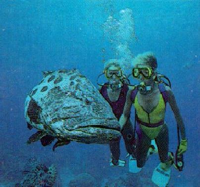 alb10059-Big Grouper-and-scuba divers.jpg