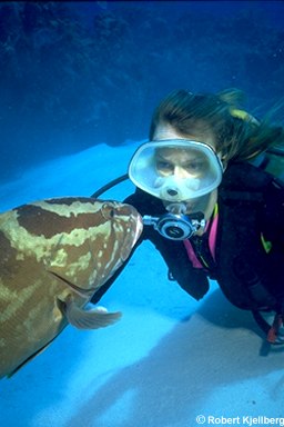 N35-Grouper-with scuba diver.jpg