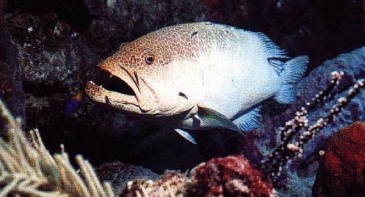 Under Water-Grouper Fish 1.jpg