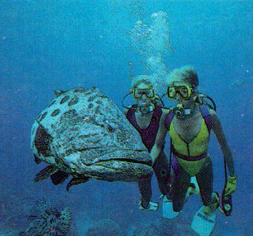 alb10059-Jewfish-with scuba divers.jpg