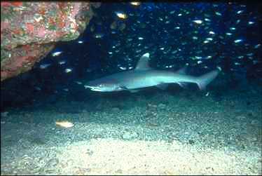 Haj0000-White Tip Reef Shark.JPG