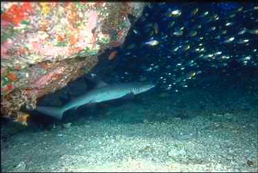 Haj0001-White Tip Reef Shark.JPG