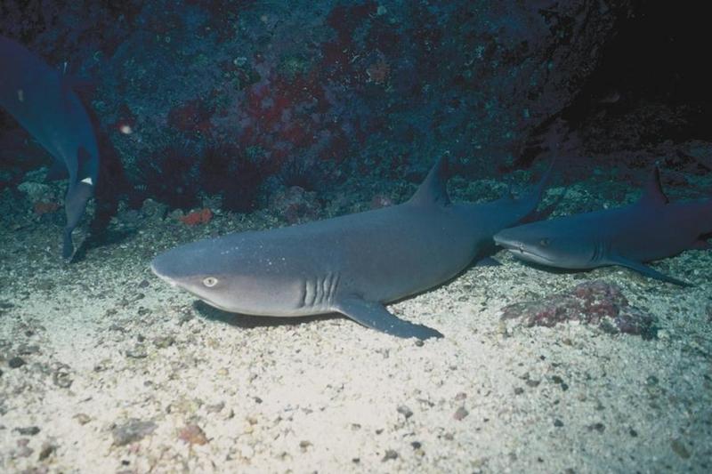 Shark01-White-tip Reef Sharks.jpg