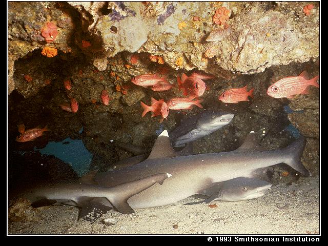 White-tip Reef Sharks-from Smithonian.jpg
