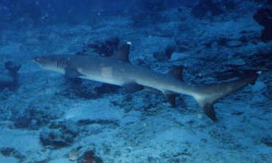 witpunt-Whitetip Reef Shark.jpg