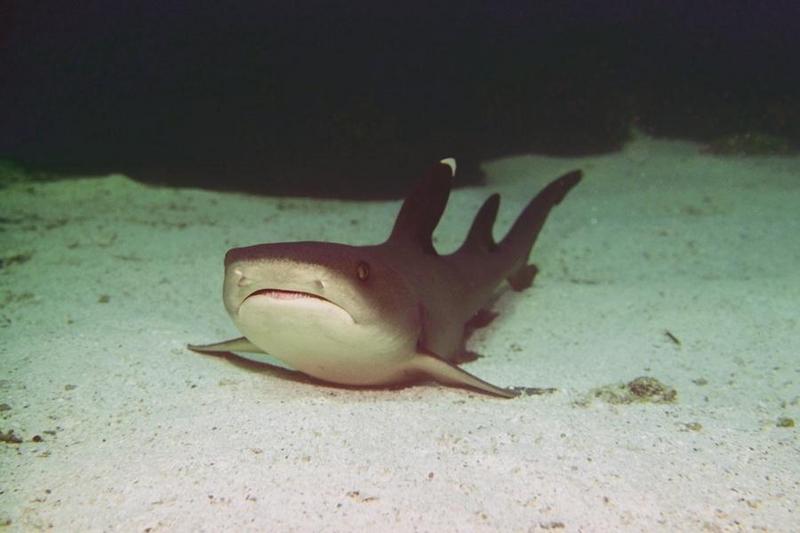 Sharks 20-Whitetip Reef Shark-on sand bed.jpg