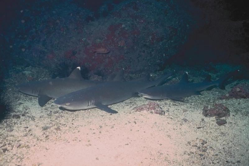 Sharks 22-Whitetip Reef Sharks-under rock.jpg