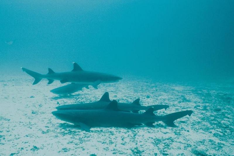 Sharks 25-Whitetip Reef Sharks-on sand bed.jpg
