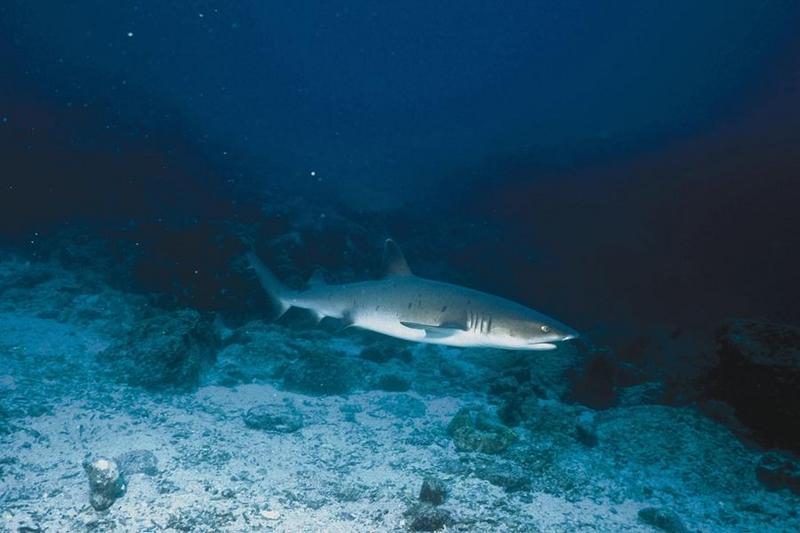 Sharks 26-Whitetip Reef Shark.jpg