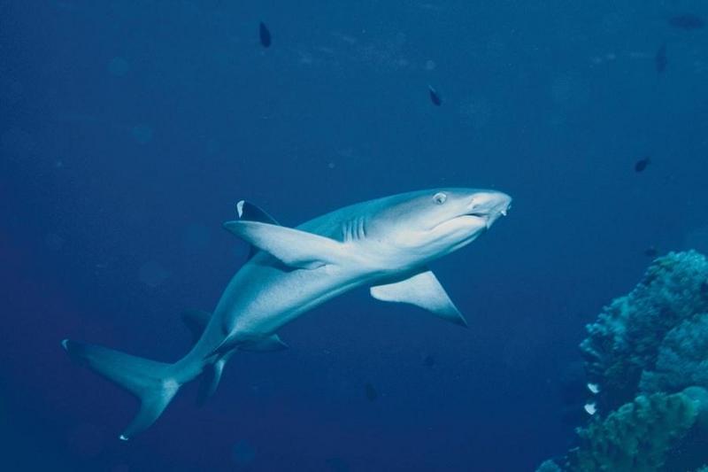 Sharks 29-Whitetip Reef Shark-closeup.jpg