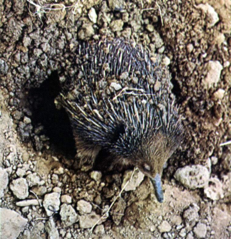 ausie pt1-Short-nosed Echidna-Digging burrow.jpg