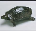 Chinese Three-keeled Pond Turtle.jpg
