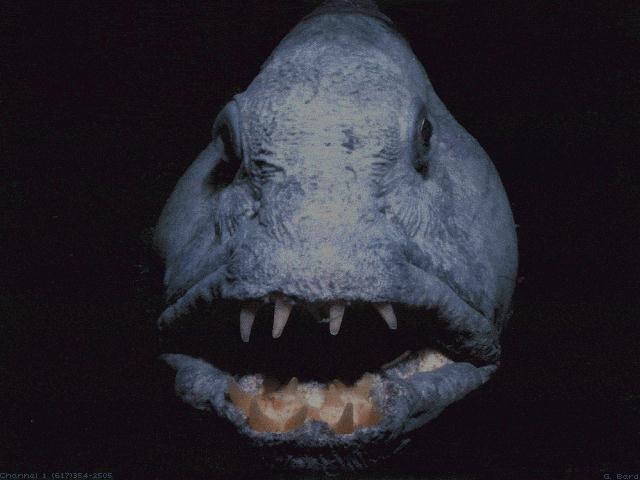 MonsterFish002-Wolf eel-fac closeup.jpg