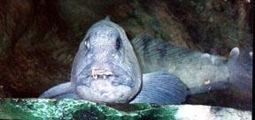 Uglyfish-Wolf eel.jpg