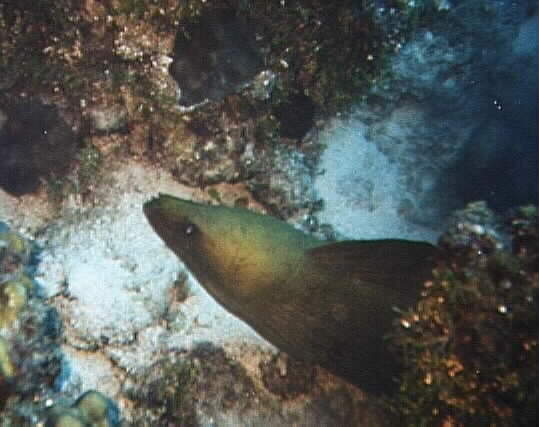 cozgnmry-Green Moray Eel-closeup.jpg
