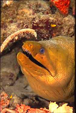 Eel0001-Yellow Moray Eel-face closeup.jpg