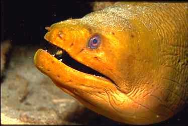 Eel0002-Yellow Moray Eel-face closeup.jpg