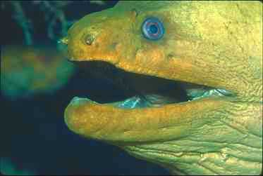 Eel0017-Yellow Moray Eel-face closeup.jpg