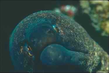 Eel0016-Green Moray Eel-face closeup.jpg