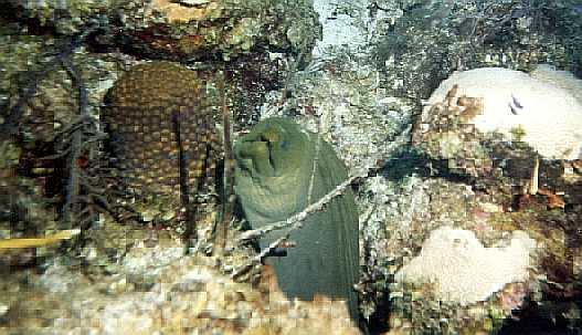 eel-Green Moray Eel-out of cave.jpg