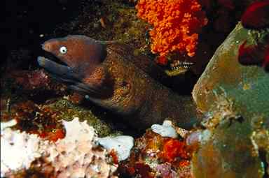Eel-Moray Eel-in coral crevice.jpg