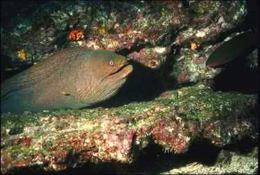 Eel0000-Moray Eel-in coral crevice.jpg
