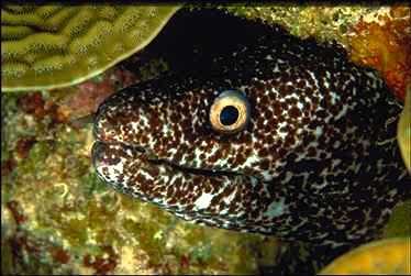 Eel0004-Spotted Moray Eel-face closeup.jpg