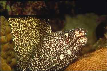 Eel0008-Spotted Moray Eel-face closeup.jpg