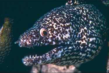 Eel0010-Spotted Moray Eel-face closeup.jpg