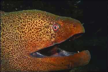 Eel0020-Golden Moray Eel-face closeup.jpg
