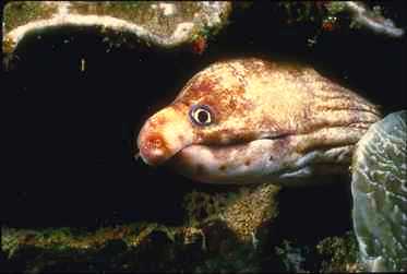 Eel0023-Moray Eel-face closeup.jpg
