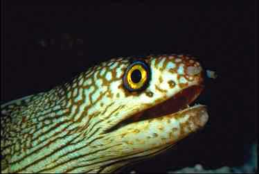 Eel0026-Moray Eel-face closeup.jpg