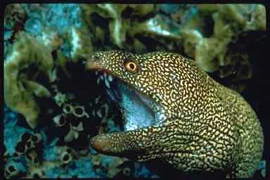 Eel0028-Spotted Moray Eel-face closeup.jpg