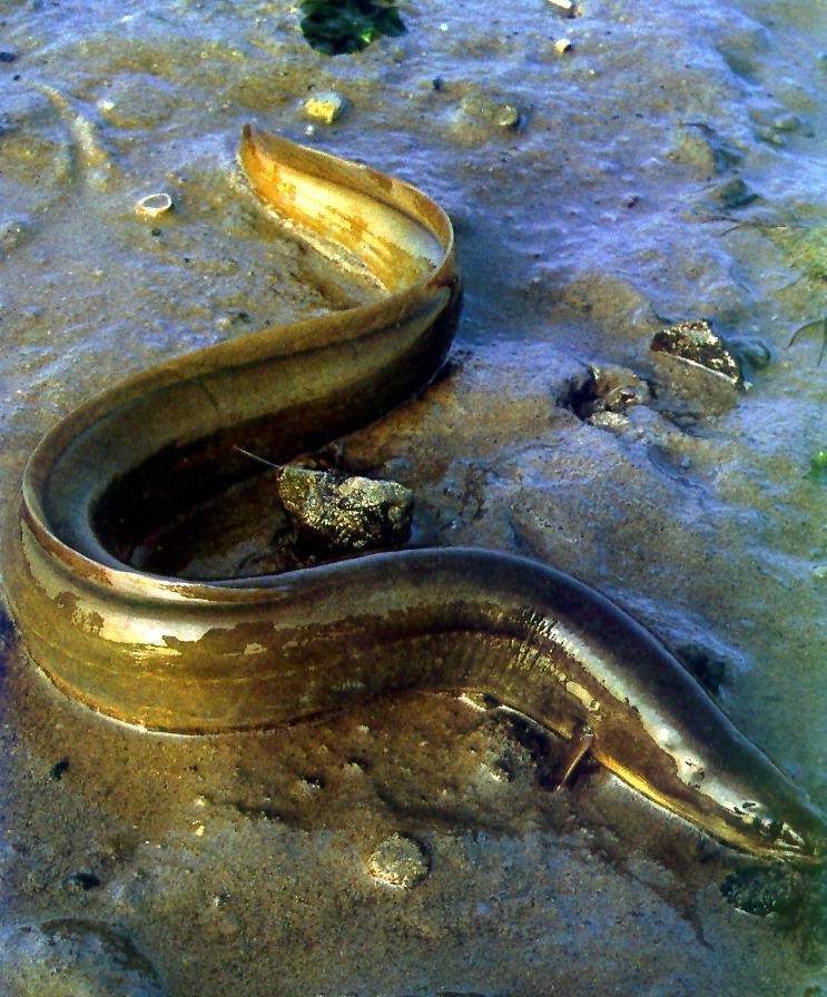 European Eel-on muddy bed.jpg