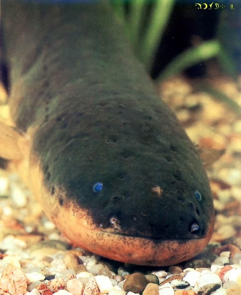 Electric Eel-face closeup on pebbles.jpg