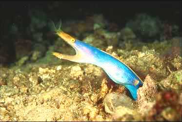 Eel0021-Blue Ribbon Eel-out of coral hole.jpg