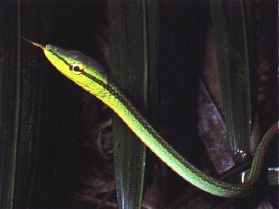 anim12-Green Ribbon Snake.jpg